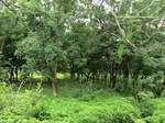 34862CIMG1533.JPG