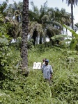 12138GT137_Oilpalm_valley_bottom_2.jpg