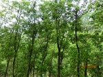 53380CIMG6684.JPG