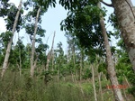 53446CIMG6779.JPG