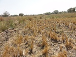 26617DSC00258.JPG