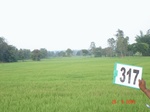 131400317b-irrigated-canal-rice-doublecrop.gif