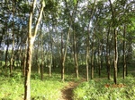 53083CIMG4438_调整大小.JPG