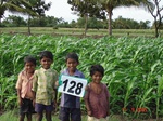 61140128c-rainfed-agriculture-maize.jpg