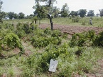 12058GT003_yam_tomato_fallow.JPG