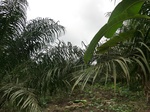 45476CIMG2561.JPG