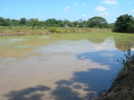 1800920090709_gt02a_Agriculture_Rice_Irrigated_Triple_Continous.JPG