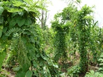 18262P1000098.JPG