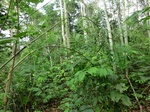 46058CIMG0347.JPG