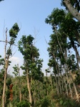 53515CIMG6856.JPG