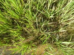 1800120091211_gt01b_Agriculture_Rice_Irrigated_Triple_Continous.JPG