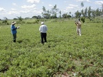 12175GT315_groundnut.JPG