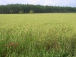 33704RIMG0322.JPG