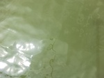 58302CIMG2750.JPG