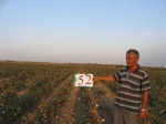 8075052-Irrigated (Surface water) cotton-b.jpg