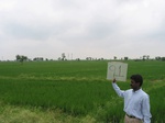 7970gt91a_cropland_rice.jpg