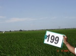 127200199a-irrigated-supplemental-groundwater-rice.gif