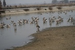 4508IMG_8667.JPG