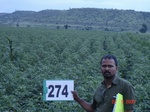 129860274c-rainfed-agriculture-cotton.gif
