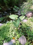 24453Colima 011.jpg