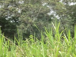 48884CIMG5221.JPG