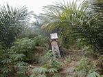 12031GT288_oilpalm_1stYr_cassava.JPG