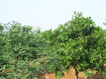 1785626042008(36).JPG