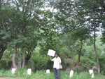 9823gt0121b-forests-young-secondary-forest.gif