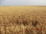 29348CIMG0561.JPG