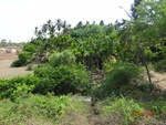 51924Tank ID 1800066 Thayagondanahalli 1.JPG