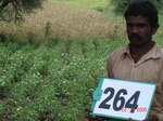 129470264b-rainfed-agriculture-mixedcrop-cotton-dominant-maize.gif