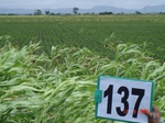 68740137a-rainfed-agriculture-mixed-croping-soyabean-maize.jpg