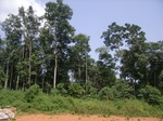 8955RIMG0029.JPG