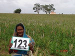 68280123b-rainfed-agriculture-millet.jpg