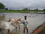 6418094c-irrigated-supplemental-tank-rice-doublecrop-.jpg