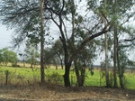 475401052008(20).JPG