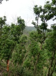 53713CIMG7113.JPG