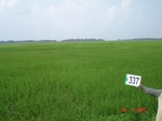 132150337c-rainfed-agriculture-rice.gif