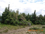 34712PEWA08PP5S.jpg