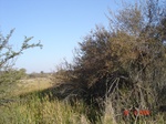 10617gt-036a-wetland-perennial-swamp-01.jpg