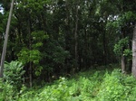 15466IMG_4535.JPG