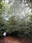 11995GT242_cocoa_plantation.JPG