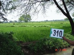 131140310d-irrigated-canal-rice-doublecrop-gram.gif