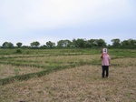 1171104-croplant-riceb.jpg