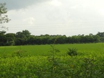 24580DSC00797.JPG