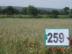 72530259b-rainfed-agriculture-maize-doublecrop.jpg