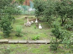 51668CIMG0494.JPG