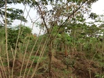 43734CIMG0919.JPG