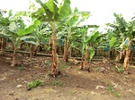 50449CIMG1078.JPG