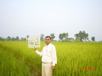 6723gt162-cropland-1.jpg